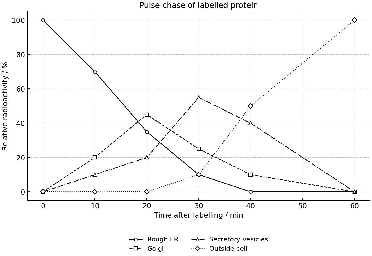 Shift of labelled protein through cell compartments over time.