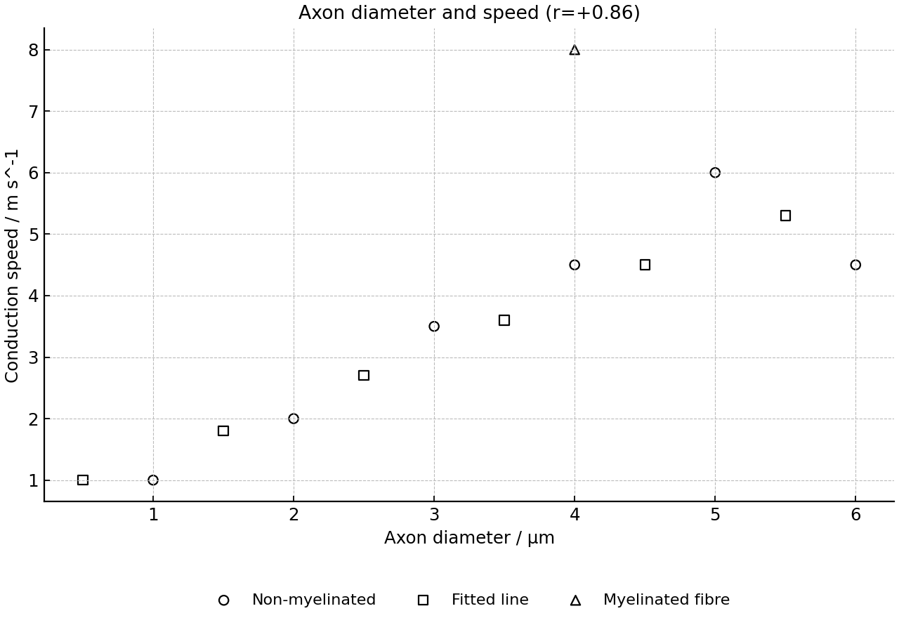 Scatter graph of axon diameter and conduction speed.