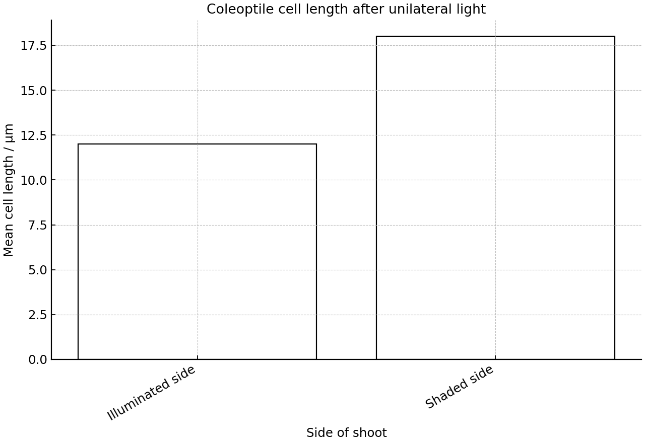 Bar chart comparing mean cell length on the illuminated and shaded sides of a coleoptile shoot after several hours of one-sided light.