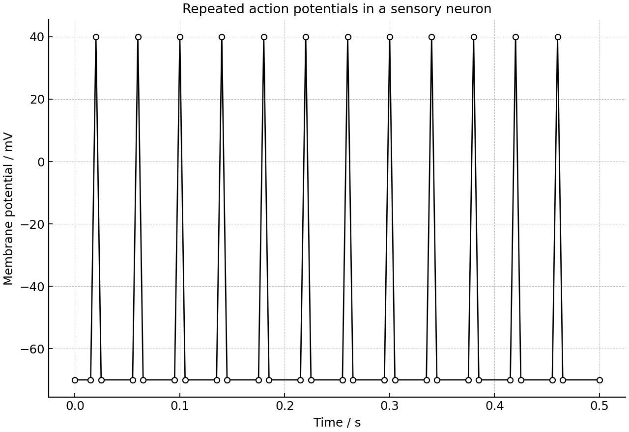 Oscilloscope trace of repeated action potentials.