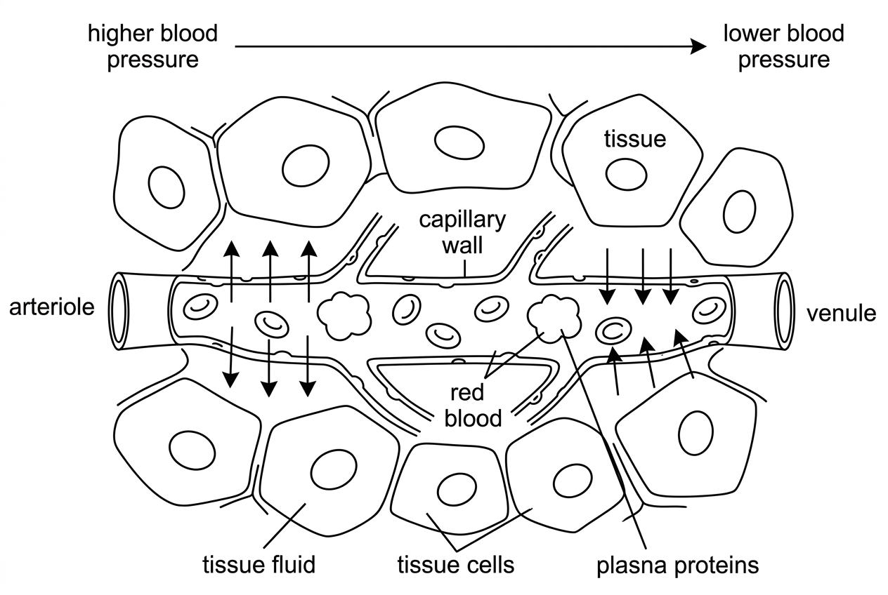 A diagram of a capillary bed between an arteriole and a venule. It should show higher blood pressure at the arteriole end, lower pressure at the venule end, outward arrows for fluid release, inward arrows for reuptake, surrounding tissue cells and some large plasma proteins retained inside the capillary. It should not label the processes with their names.