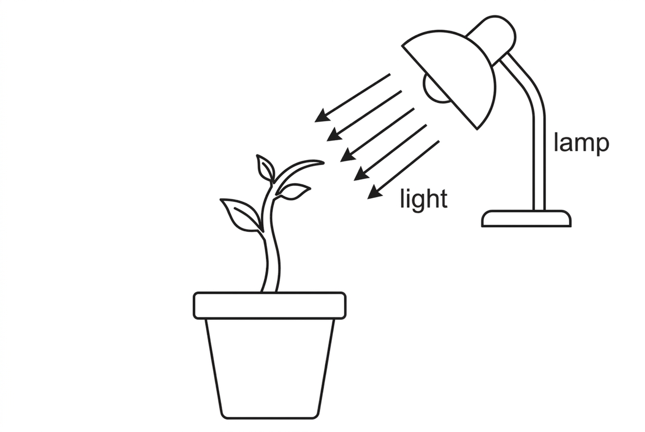 A simple diagram of a young seedling shoot in a pot with a lamp positioned to one side. The shoot curves toward the lamp. The diagram should show the direction of lateral light but should not label auxin distribution or relative growth rates.