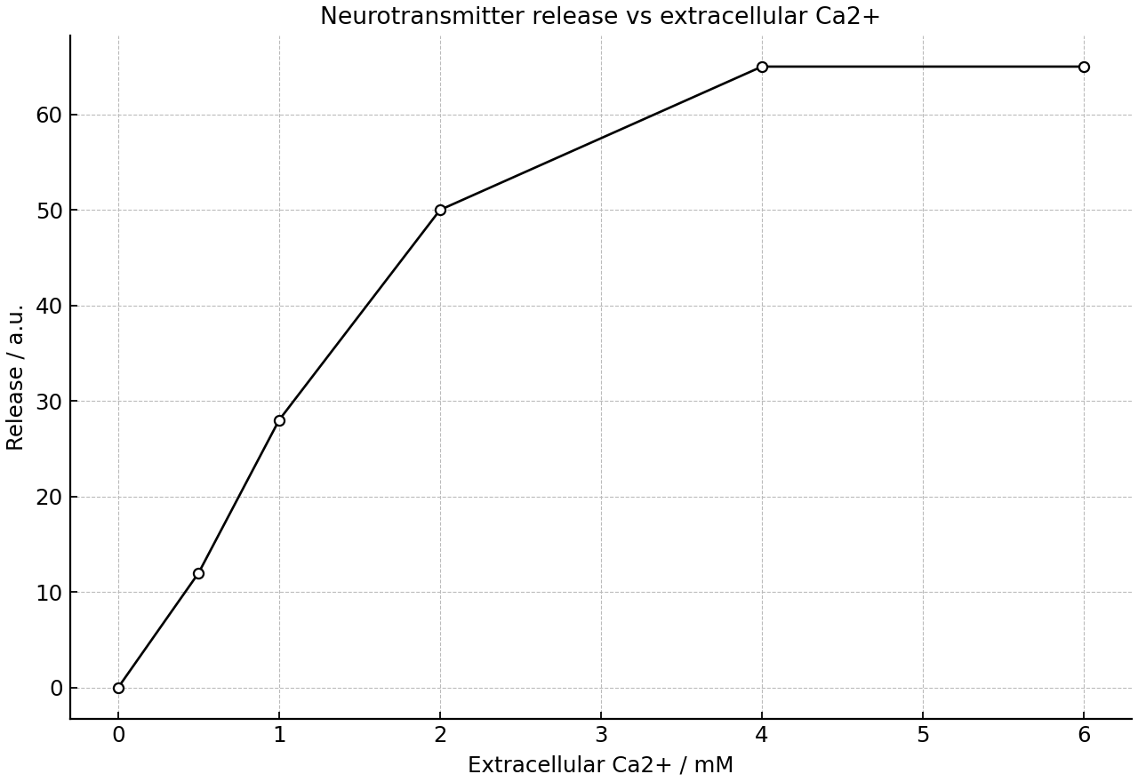 Line graph showing neurotransmitter release increasing with extracellular Ca2+ concentration and then plateauing at higher concentrations.
