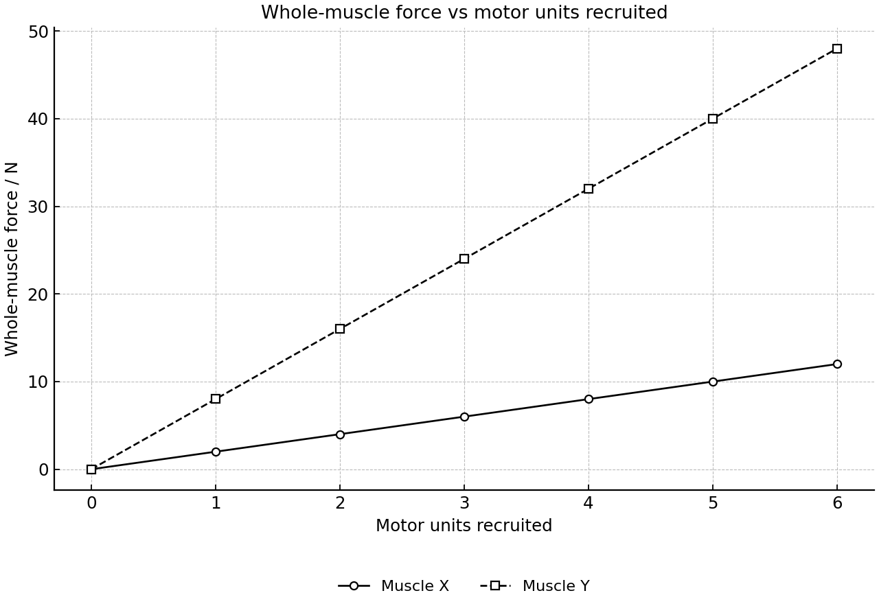 Whole-muscle force increases as motor units are recruited in two muscles.