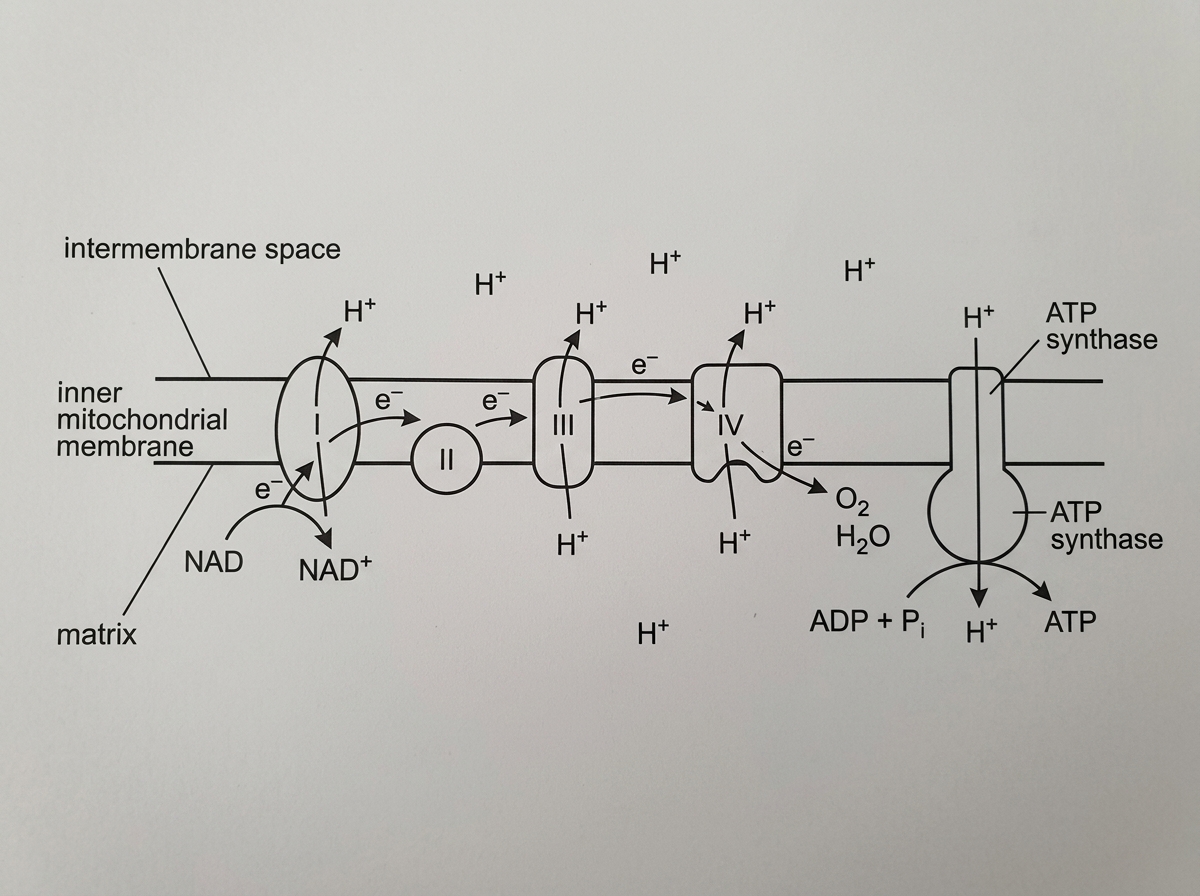 A cross-section diagram of the inner mitochondrial membrane showing the matrix on one side, intermembrane space on the other, electron carriers embedded in the membrane, proton pumping from matrix to intermembrane space, ATP synthase allowing protons to return to the matrix, and oxygen at the end of the chain. Do not include numbered steps or explanatory text that gives the answers.