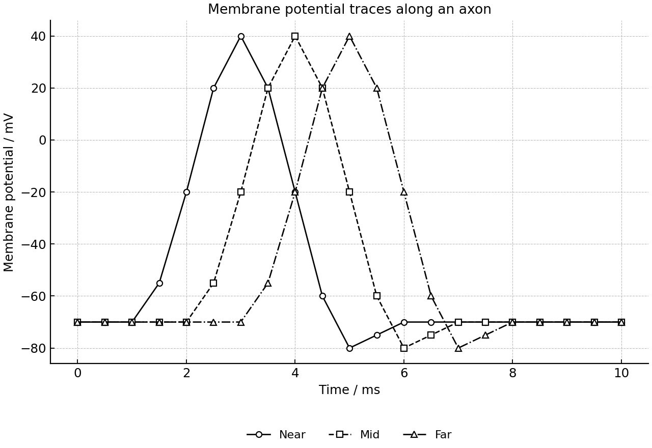 Membrane potential traces recorded at three positions along a non-myelinated axon after stimulation.