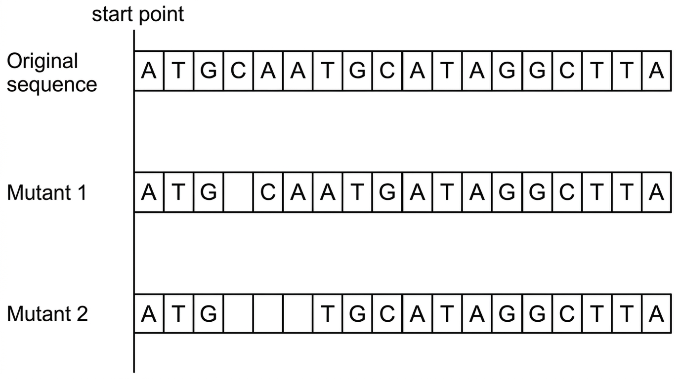 Dna Mutation Label D1.3 Mutations and gene editing - IB Biology Question Bank | Clastify
