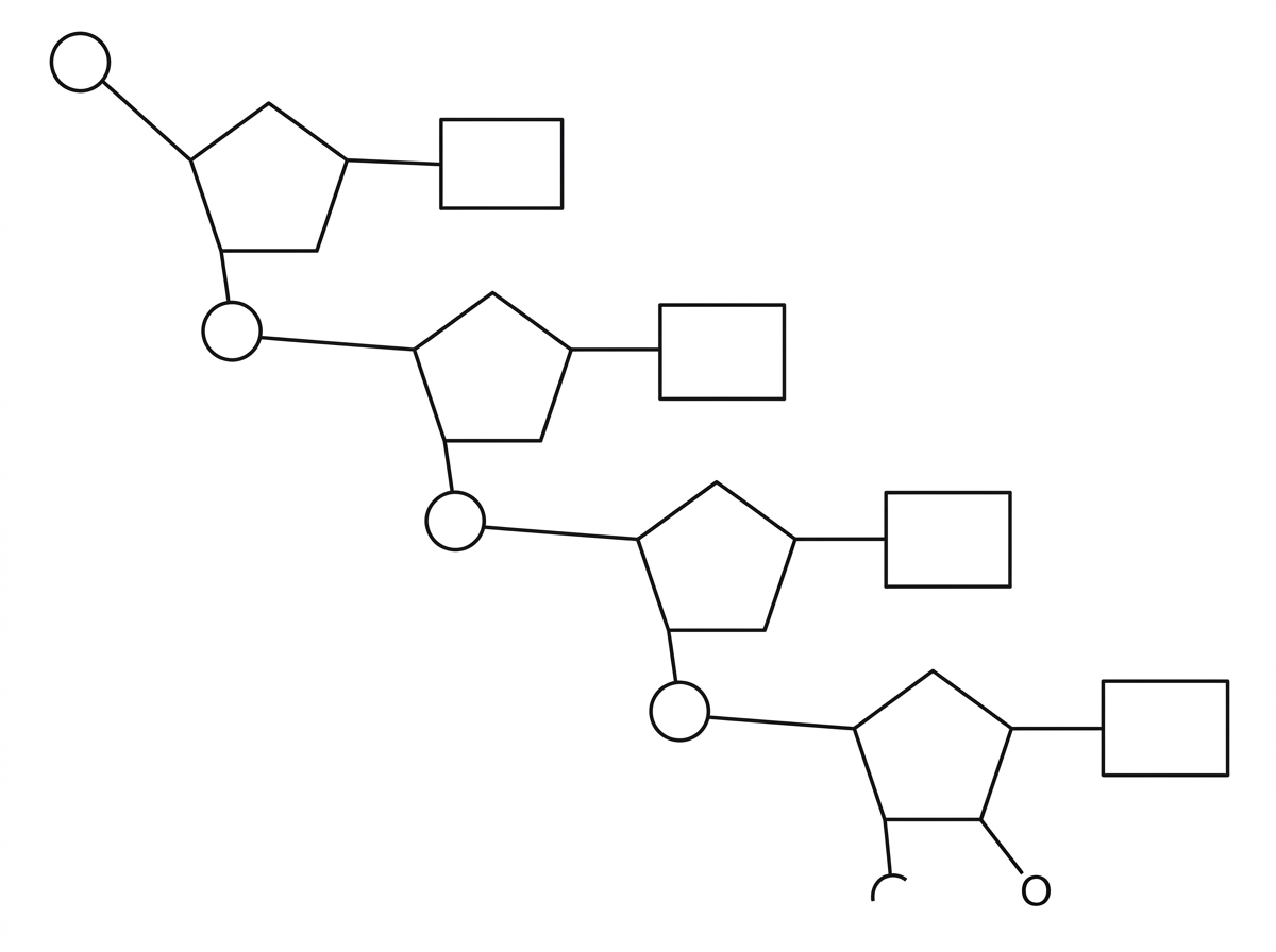 Simplified single nucleic acid strand with sugar–phosphate backbone and bases attached; one terminal end shows a free phosphate group, the opposite terminal sugar shows the carbon 3 position available for linkage; labels are absent.
