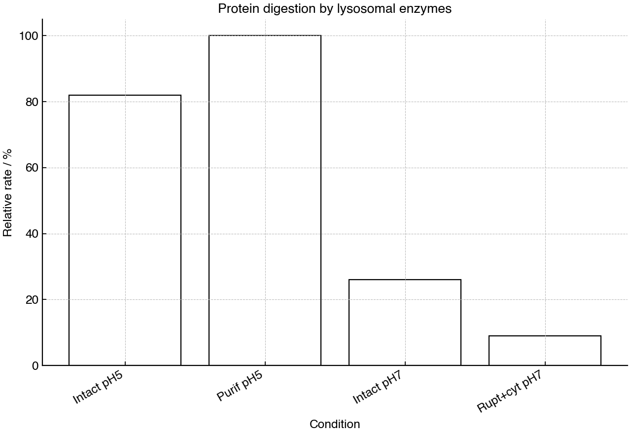 Relative protein digestion rates under lysosomal enzyme conditions.