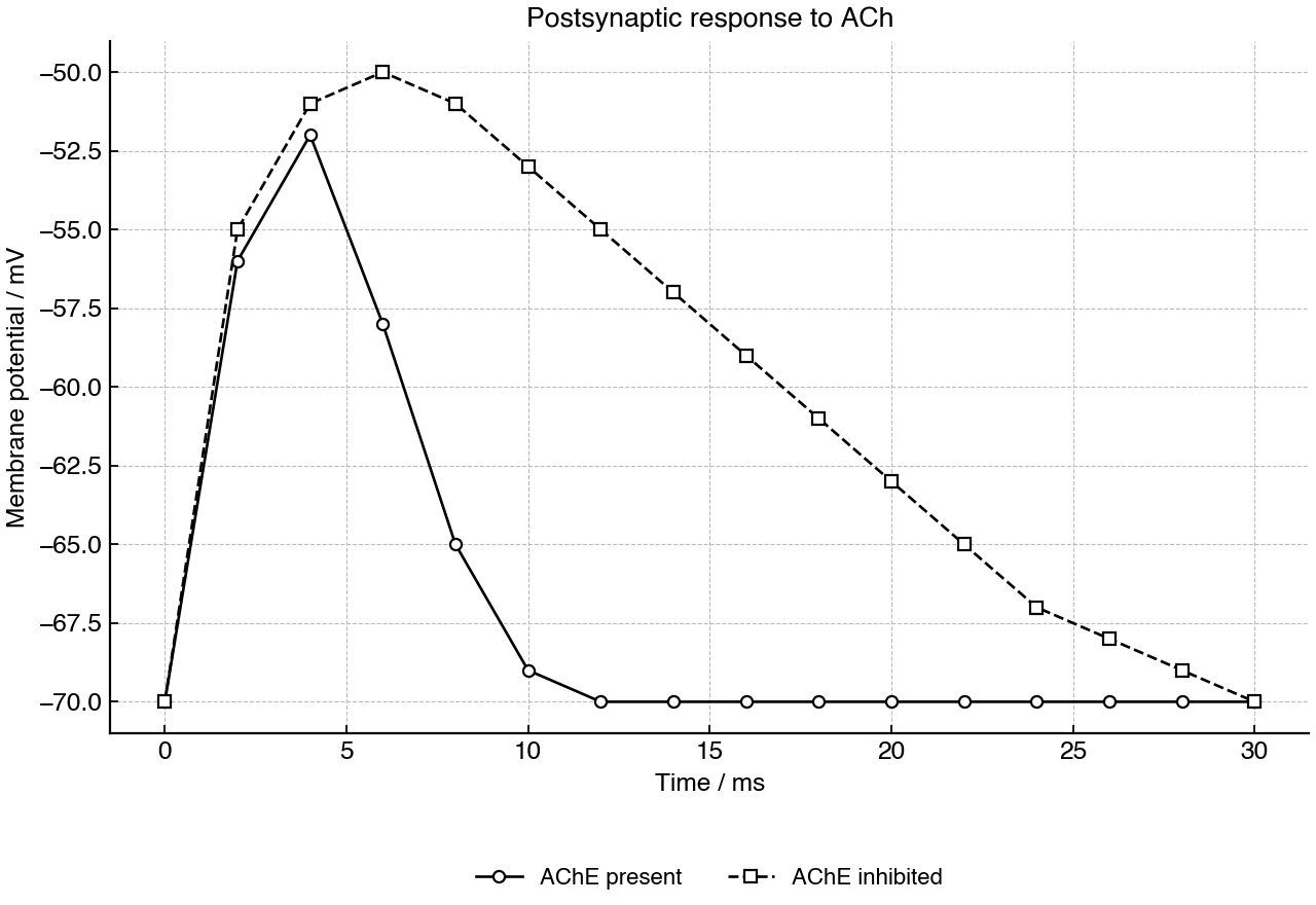 Line graph showing postsynaptic membrane potential after acetylcholine application with acetylcholinesterase present or inhibited.
