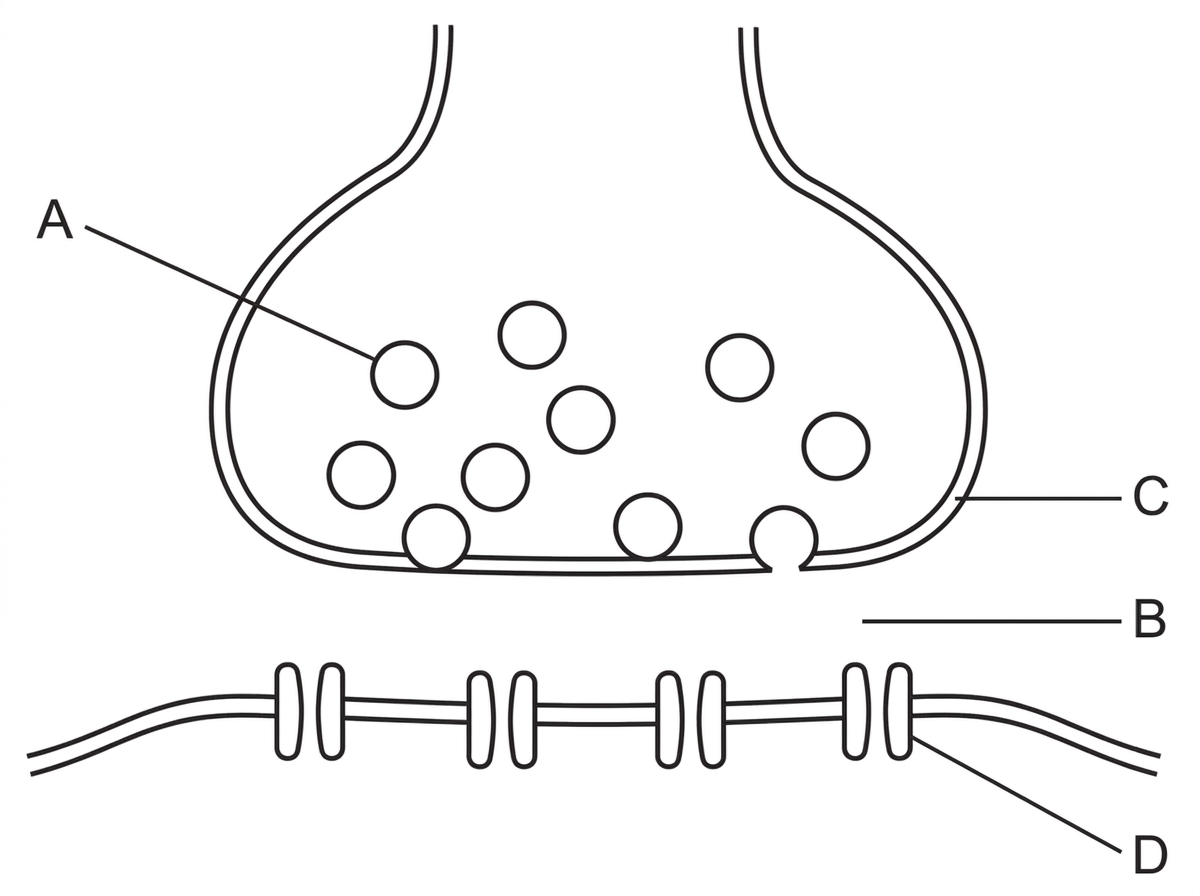 A diagram of a chemical synapse with a presynaptic terminal containing vesicles, a narrow gap, and a postsynaptic membrane with receptor proteins; label letters mark the vesicles, gap, presynaptic membrane and postsynaptic receptors.
