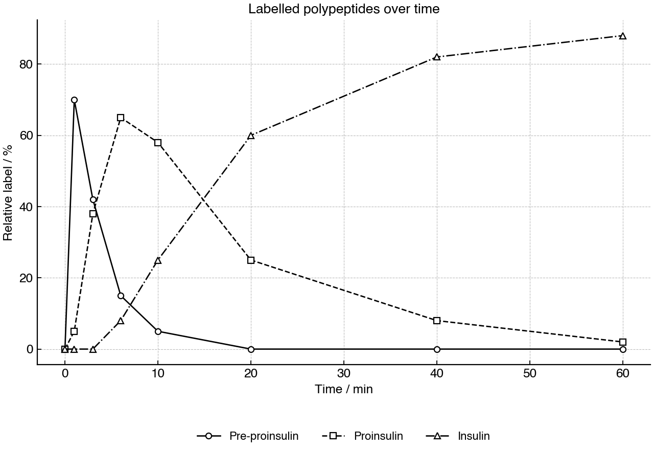 Relative labelled polypeptides detected after a pulse of labelled amino acid.
