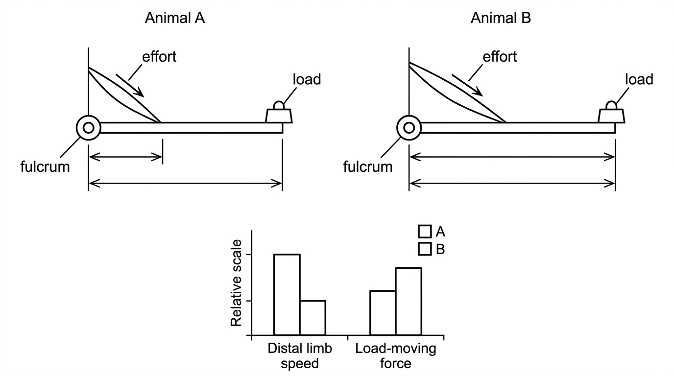 An annotated two-panel lever diagram comparing two forelimbs. Each panel labels the fulcrum at the joint, the effort applied by a contracting muscle at its insertion, the load at the distal end of the limb and the lever arm distances from the fulcrum. A small accompanying bar chart compares predicted distal limb speed and load-moving force for animal A and animal B.