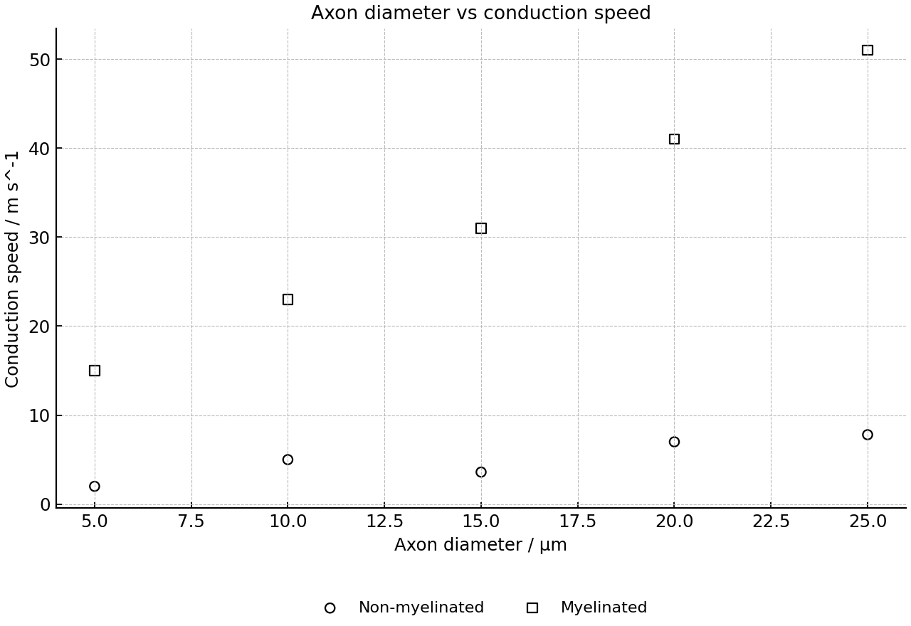 Scatter plot of axon diameter and conduction speed for non-myelinated and myelinated fibres.