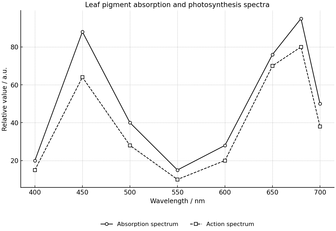 Leaf pigment absorption and photosynthesis versus wavelength.