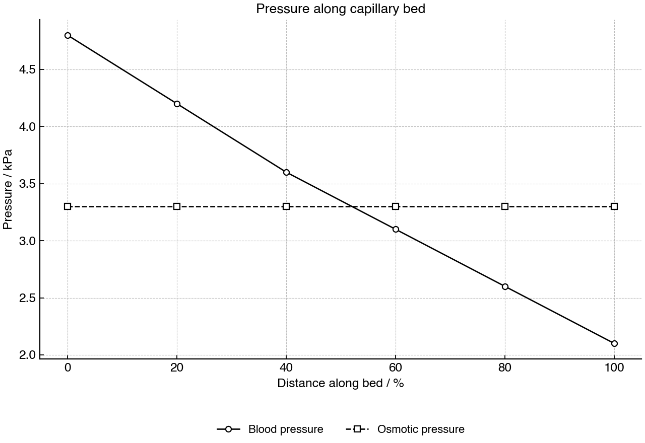 Line graph showing blood pressure and plasma osmotic pressure along a capillary bed from arteriole to venule end.