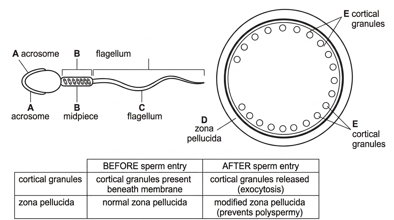 An annotated diagram showing a human sperm cell and a human egg cell. Label sperm structures with letters including the acrosome, midpiece and flagellum, and egg structures including the zona pellucida and cortical granules. Include a small table of observations before and after sperm entry, such as cortical granule release and change in zona pellucida properties.