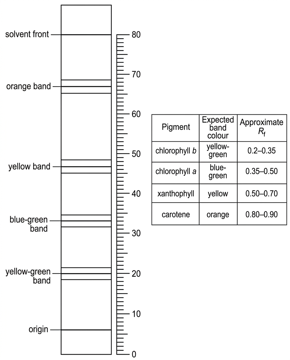 A vertical paper chromatogram with a pencil origin line near the bottom, a solvent front near the top, and four coloured pigment bands between them. The bands are labelled by colour only: yellow-green, blue-green, yellow, and orange. A millimetre scale is shown beside the chromatogram so that distances from the origin to the solvent front and pigment centres can be measured. A small reference table gives expected colours and approximate $R_f$ ranges for chlorophyll b, chlorophyll a, xanthophyll and carotene.