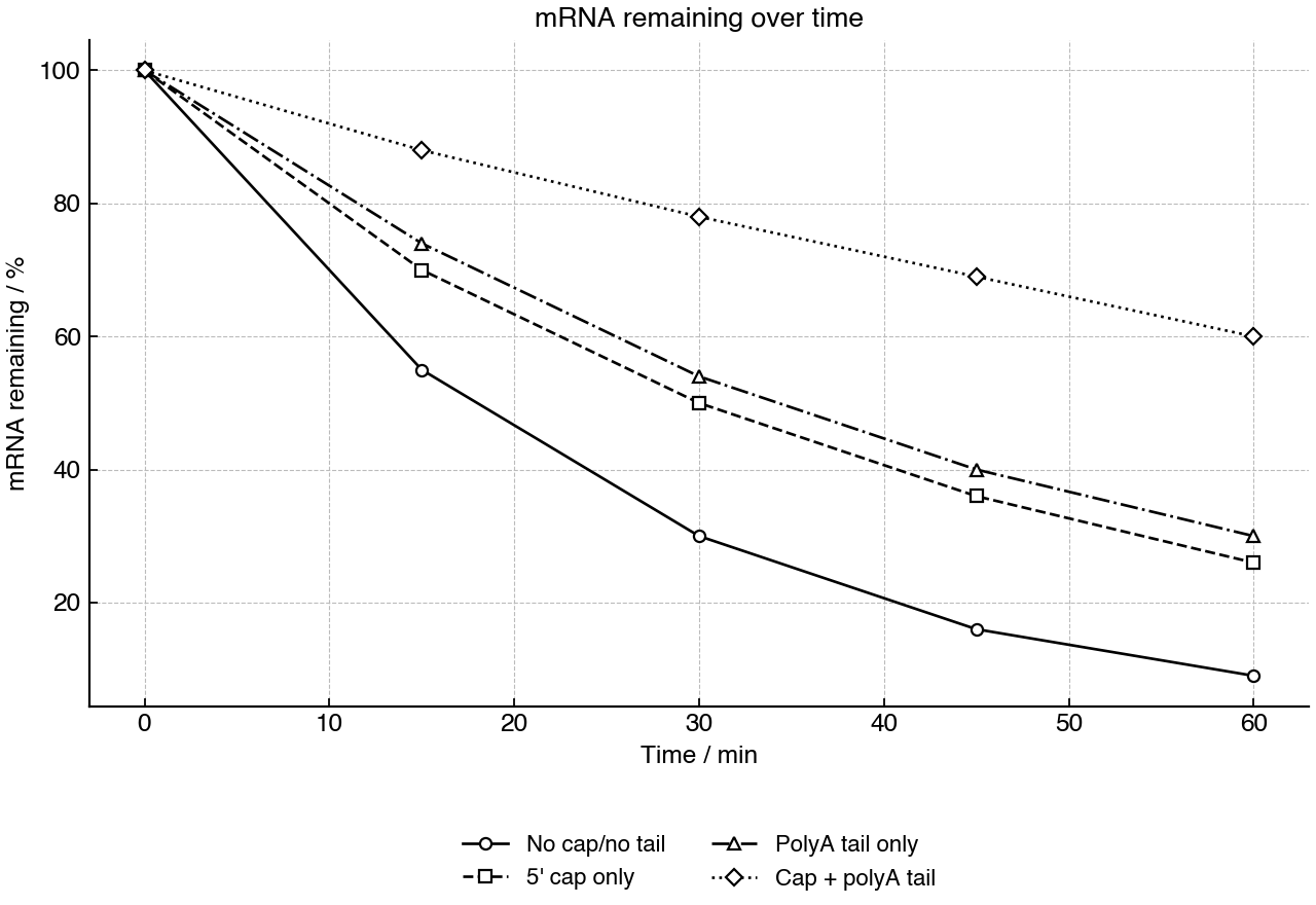 Line graph showing the percentage of synthetic mRNA remaining during incubation in cell extract for four modification treatments.