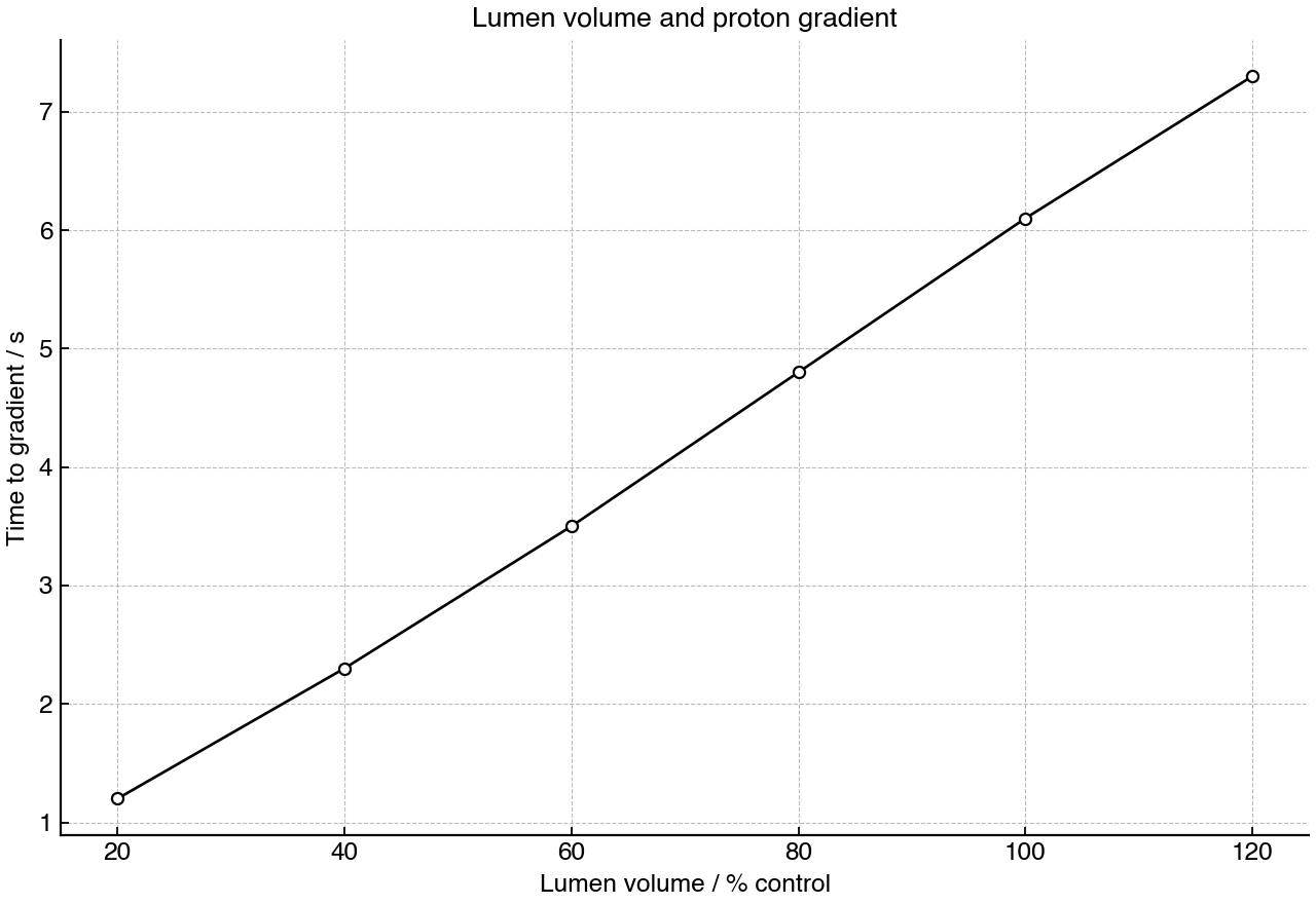 Effect of thylakoid lumen volume on the time taken to establish a proton gradient during constant illumination.