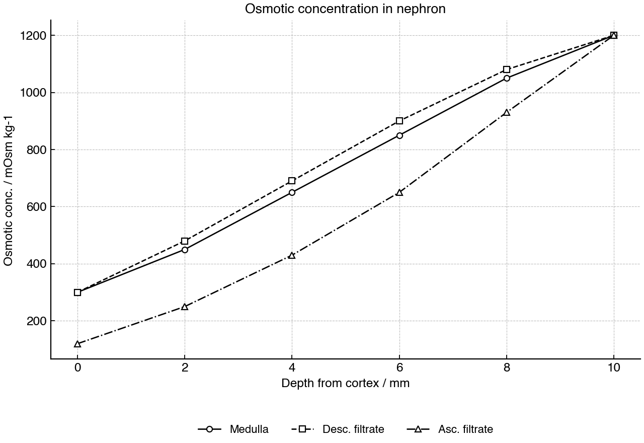 Osmotic concentration in filtrate and medulla at increasing depth from the cortex.