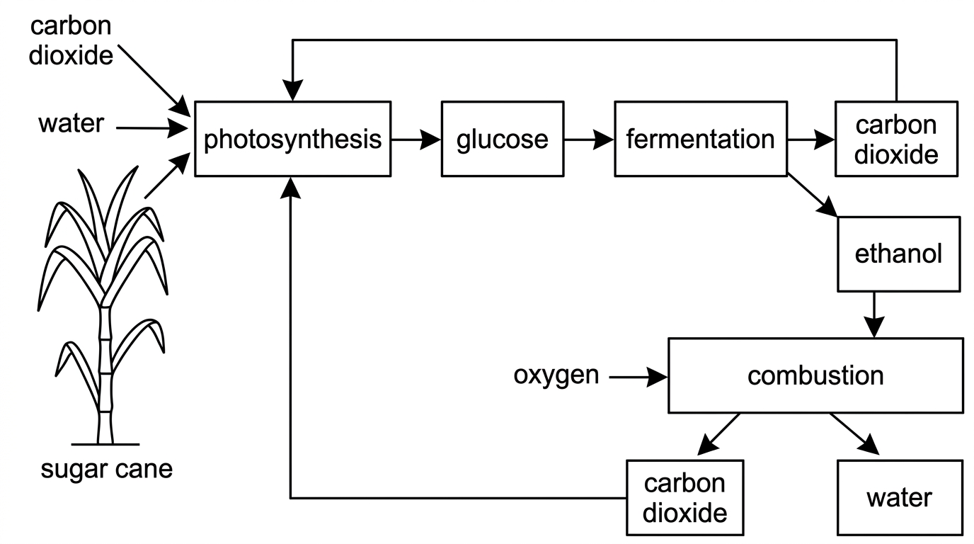 Flowchart showing carbon dioxide and water entering photosynthesis in sugar cane, glucose undergoing fermentation to ethanol and carbon dioxide, and ethanol combustion producing carbon dioxide and water. Arrows should show the cycle but must not include balanced equations.