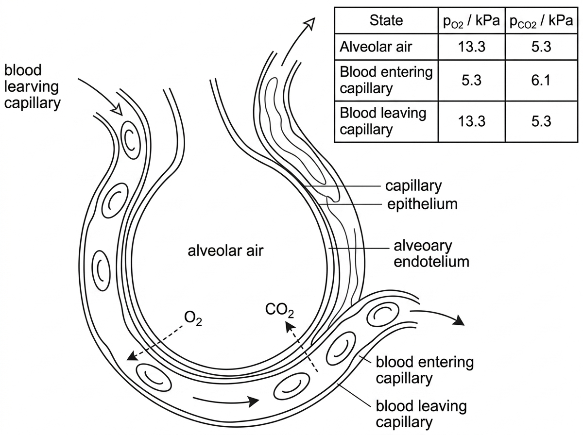 An annotated diagram of one alveolus next to a capillary. Labels show alveolar air, alveolar epithelium, capillary endothelium, blood entering capillary and blood leaving capillary. Arrows indicate blood flow direction and possible diffusion directions for oxygen and carbon dioxide. Small callouts give relative partial pressures for oxygen and carbon dioxide in alveolar air and in blood entering and leaving the capillary, without making the answer explicit.