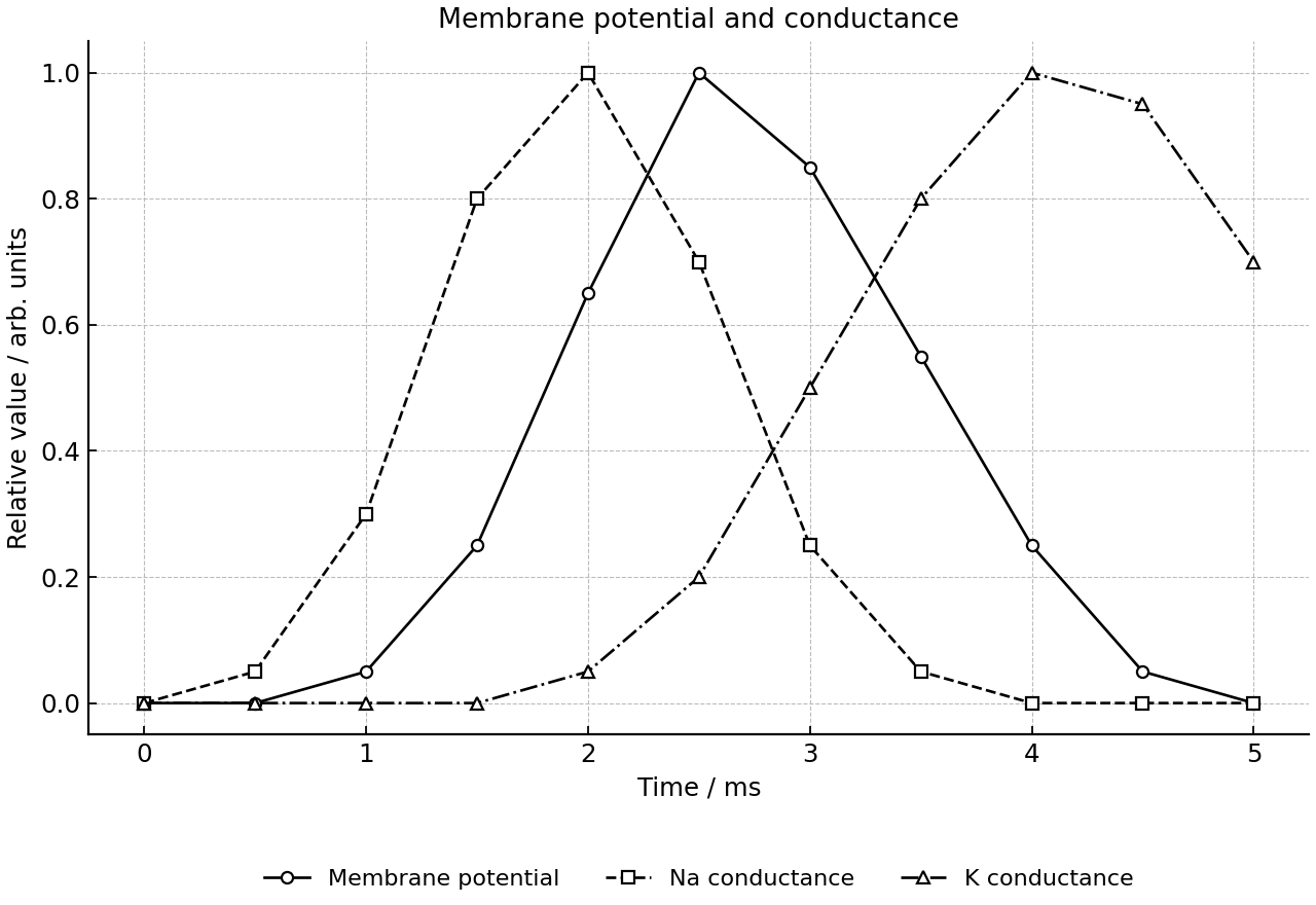 Relative membrane potential and Na+/K+ conductance over time.