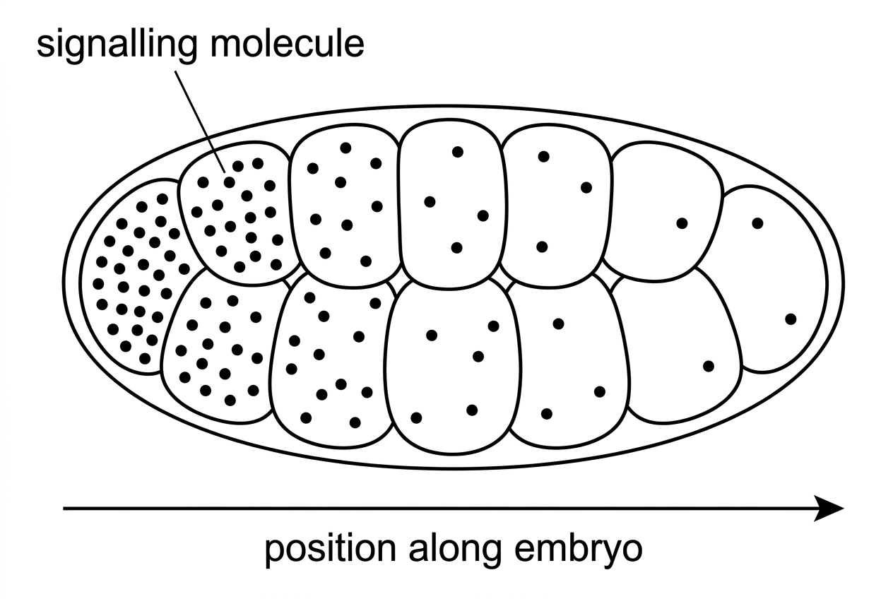 Simple early embryo diagram showing cells along an axis and a shaded gradient of a signalling molecule from high at one end to low at the other; no gene names or cell fates are labelled.