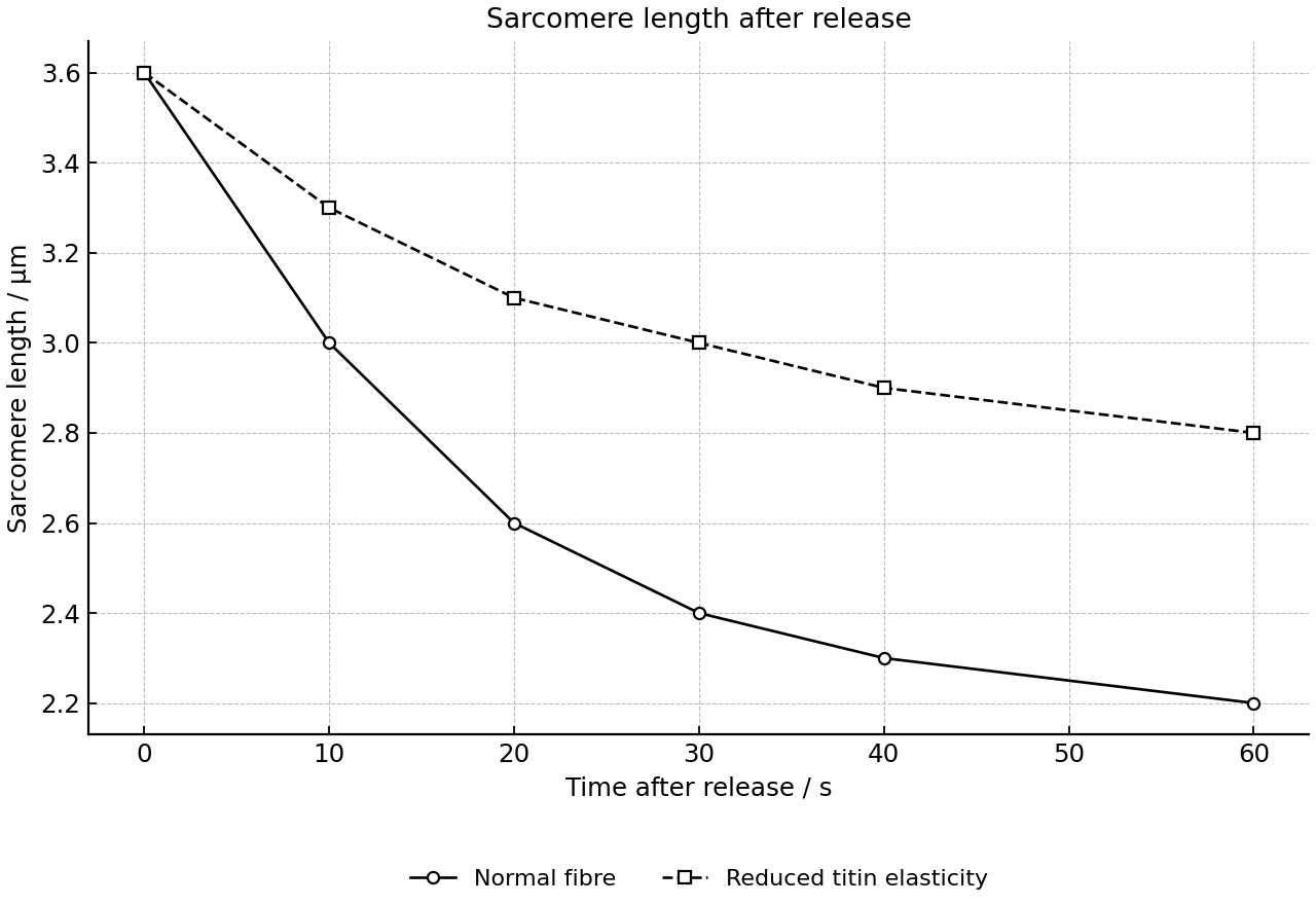 Sarcomere length recovery in normal and reduced-elasticity fibres.