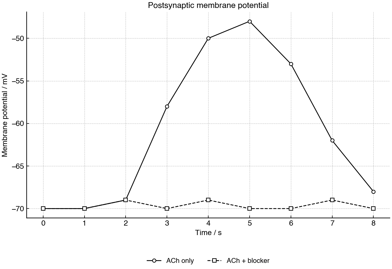 Membrane potential over time in a postsynaptic cell exposed to acetylcholine with or without a channel blocker.