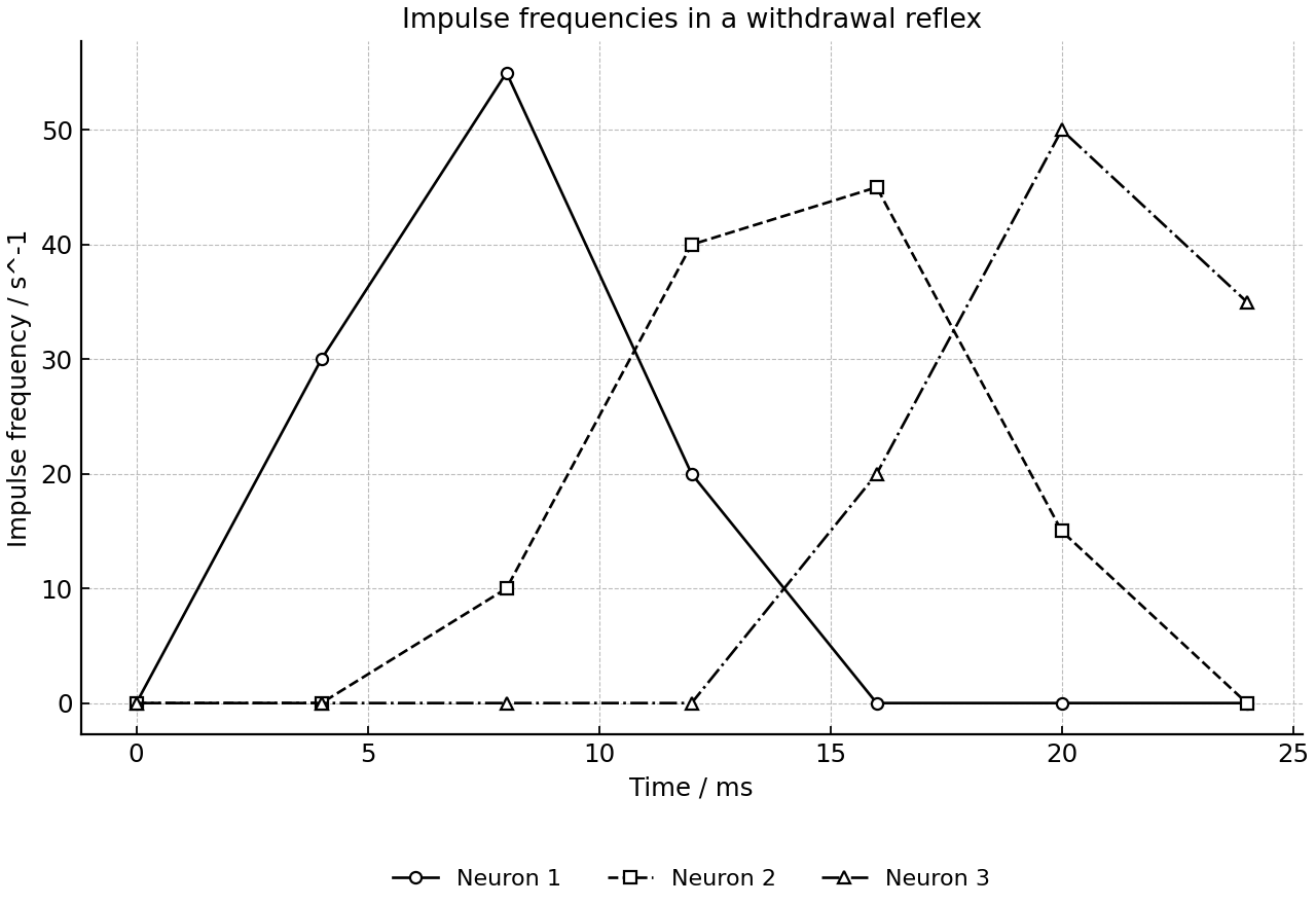 Impulse frequencies recorded in three neurons during a withdrawal reflex.