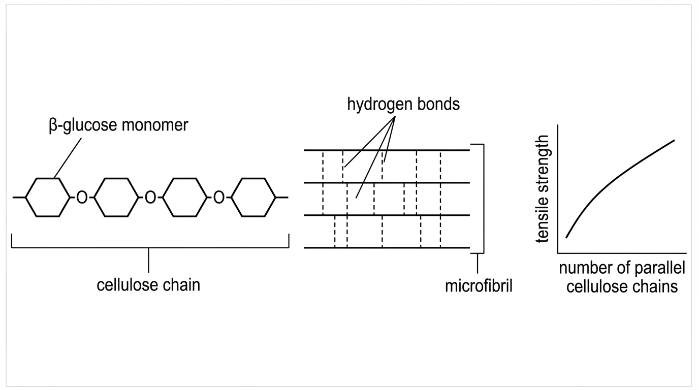 An annotated multi-scale diagram showing beta-glucose monomers in alternating orientation joined into straight cellulose chains. Several parallel chains are shown grouped into a microfibril, with dashed lines indicating hydrogen bonds between neighbouring chains. A small graph shows tensile strength increasing with the number of parallel cellulose chains in a bundle.