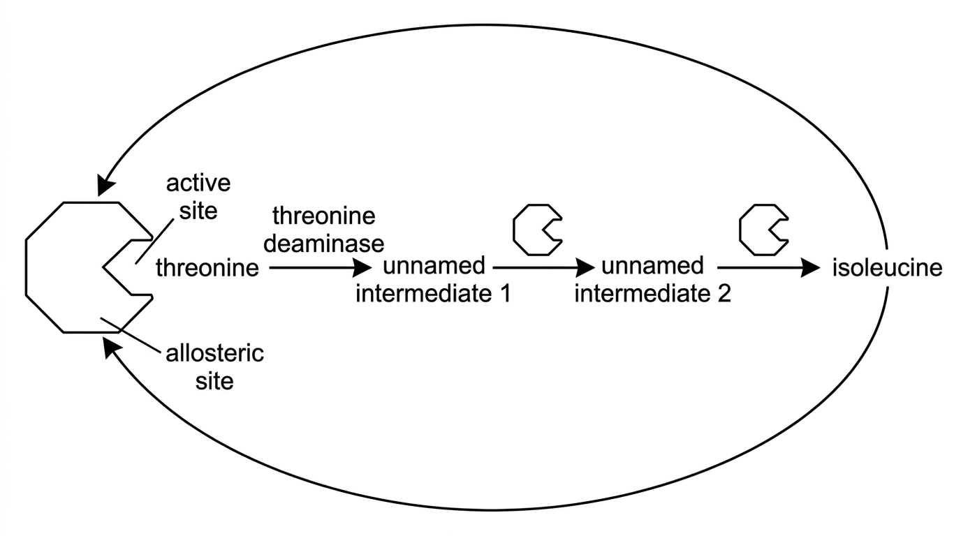 A linear pathway diagram showing threonine converted through several intermediates into isoleucine. Each step is shown with an enzyme symbol. A feedback arrow from isoleucine curves back to an allosteric site on threonine deaminase at the first committed step. The active site and allosteric site on threonine deaminase are shown as separate regions.
