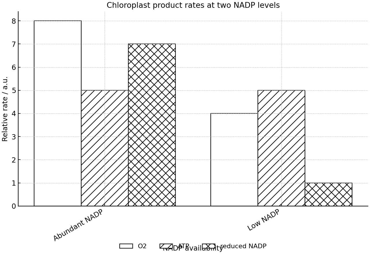 Relative production rates of oxygen, ATP, and reduced NADP in illuminated chloroplasts under abundant versus low NADP availability.