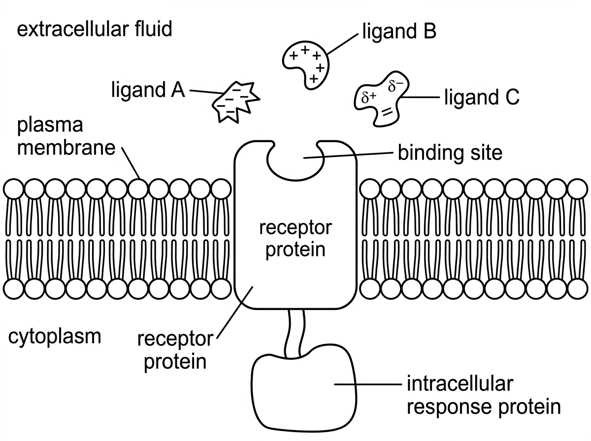 A labelled diagram of a plasma membrane with one transmembrane receptor protein. The extracellular side contains three differently shaped ligands with different charge/polarity markings approaching the same binding site. The cytoplasmic side of the receptor is shown connected to an intracellular response protein. Labels should include extracellular fluid, plasma membrane, receptor protein, binding site, ligand A, ligand B, ligand C and intracellular response protein. The diagram must not indicate which ligand binds successfully.