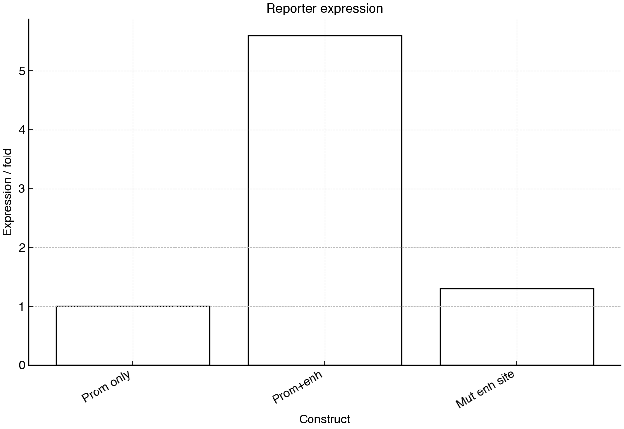 Reporter expression for the three promoter constructs.