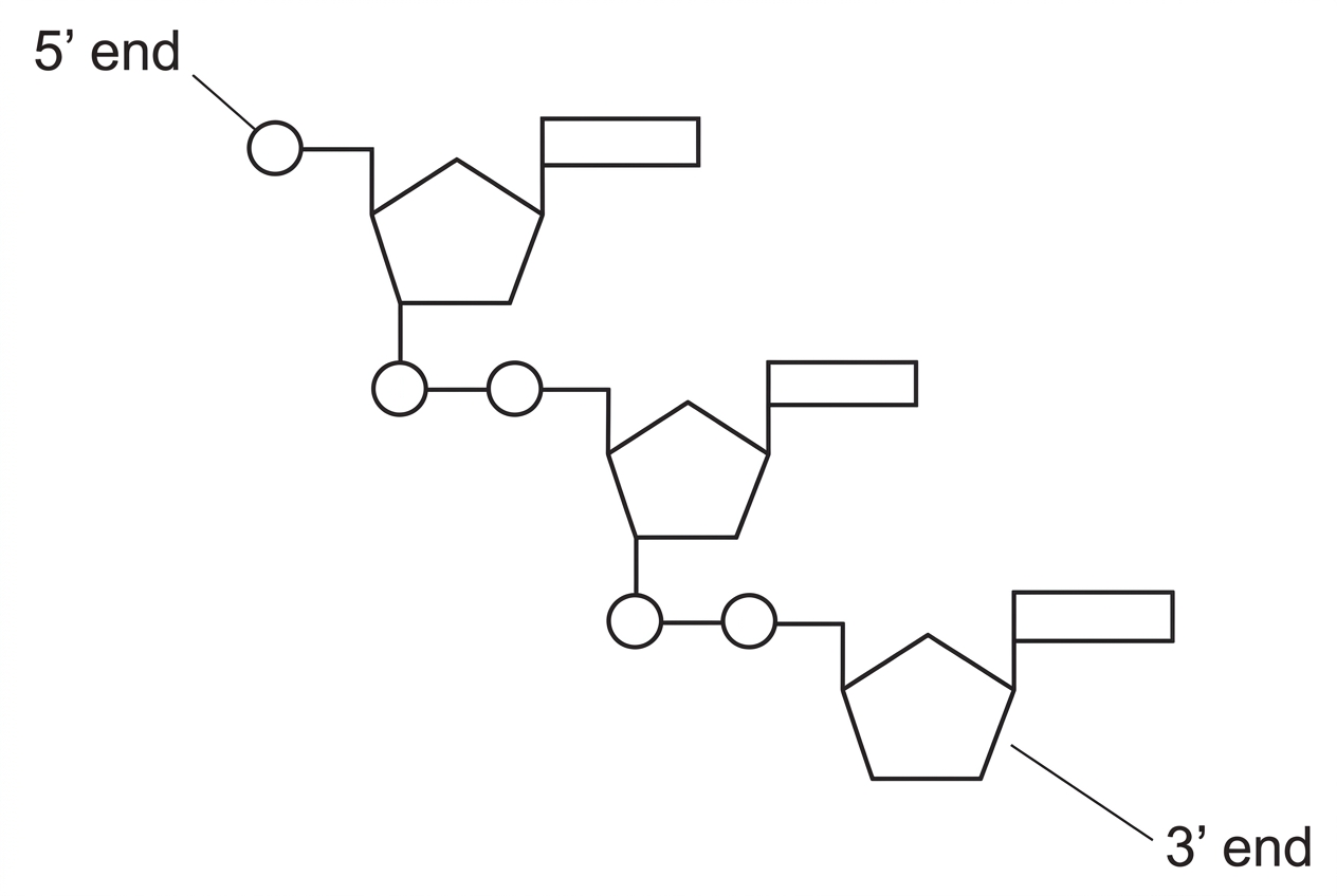 Diagram of a short DNA nucleotide chain showing deoxyribose sugars with labelled 5′ phosphate terminus and 3′ hydroxyl terminus.