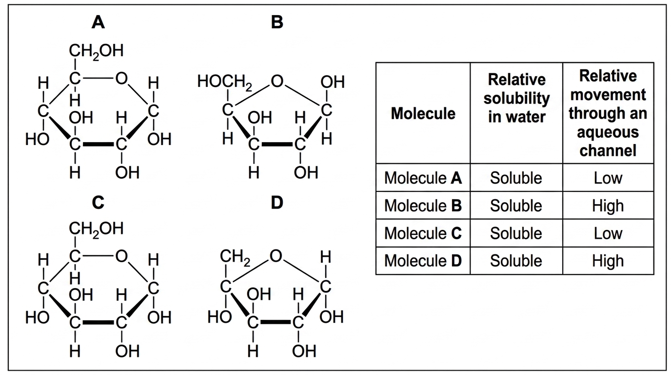 An annotated stimulus with four labelled ring-form monosaccharide diagrams A to D. Some rings show five carbon atoms and others six carbon atoms, with one oxygen atom included in each ring. A small accompanying table gives relative solubility in water and relative movement through an aqueous channel for each labelled molecule. The diagrams should allow pentoses and hexoses to be distinguished by counting carbon atoms without naming the molecules.