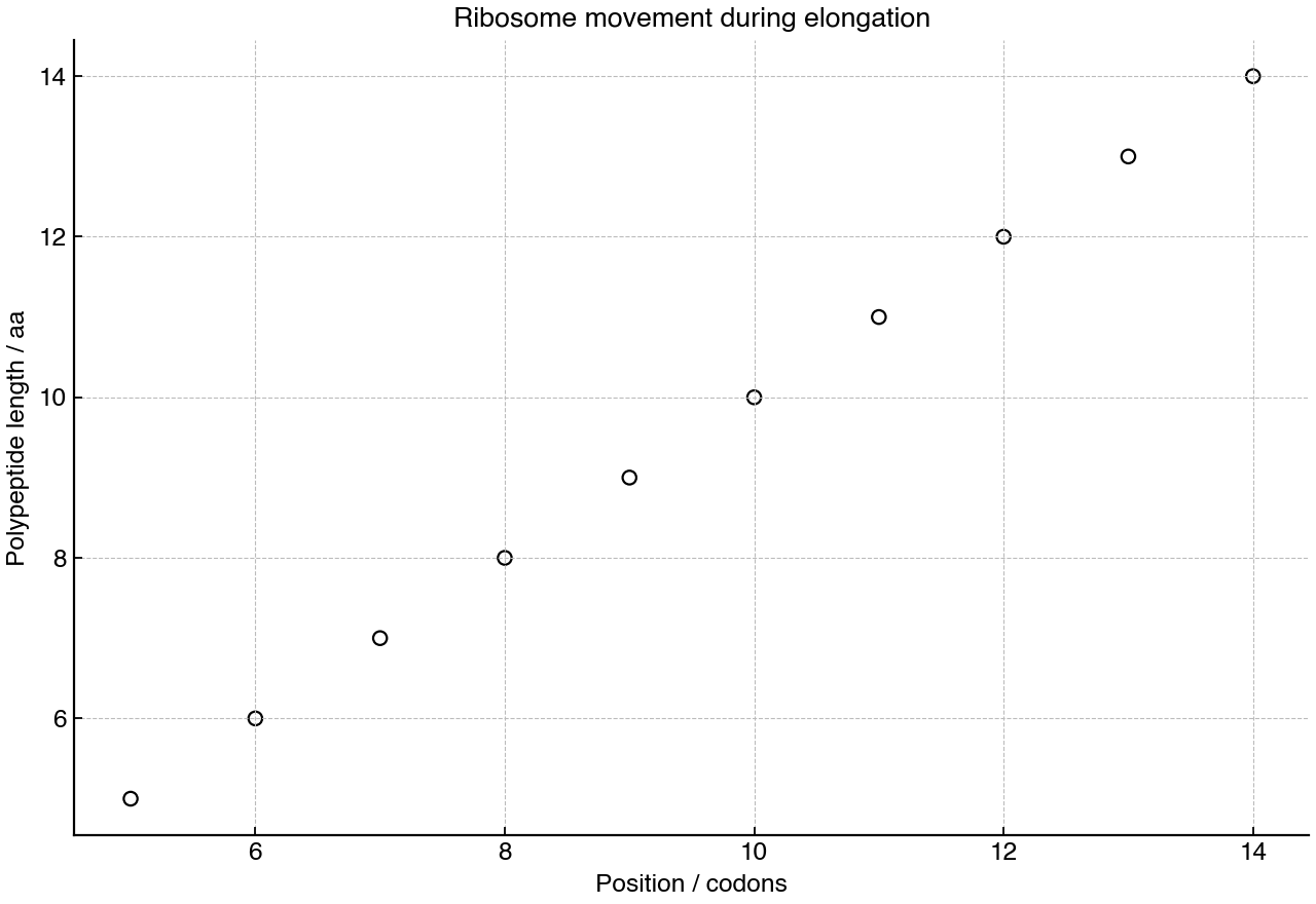 Scatter plot showing ribosome position along mRNA and polypeptide length during elongation.