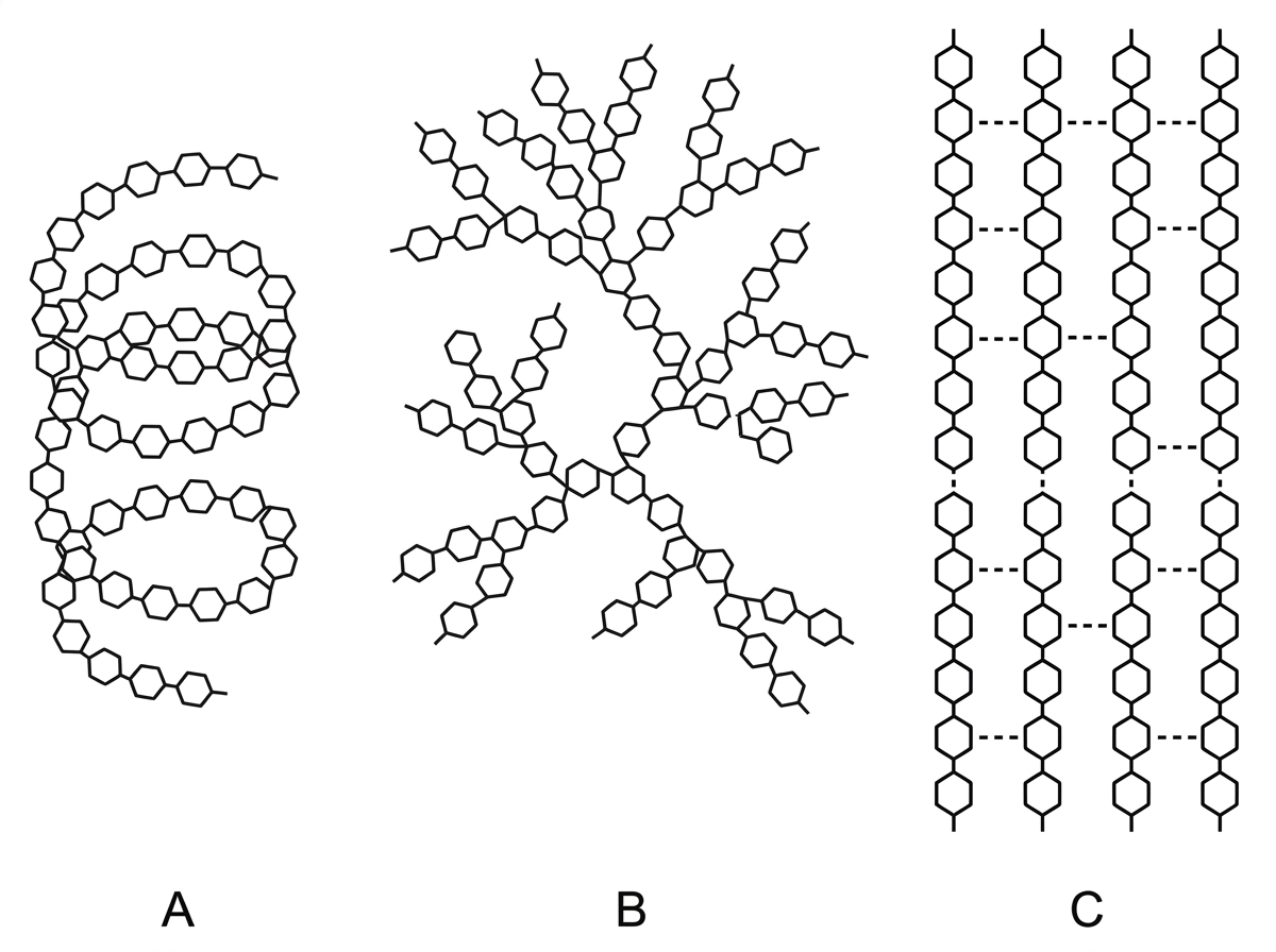 A comparative diagram with three simplified polymers labelled A, B and C. A is an unbranched coiled glucose polymer. B is a branched glucose polymer with many branch points and terminal ends. C is several straight parallel glucose chains with dashed lines between chains representing hydrogen bonds. The monomer type is not named in the diagram.