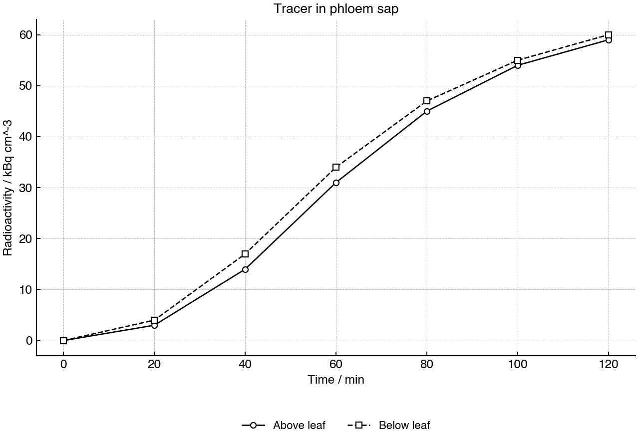 Radioactivity in phloem sap sampled above and below a labelled leaf over time.