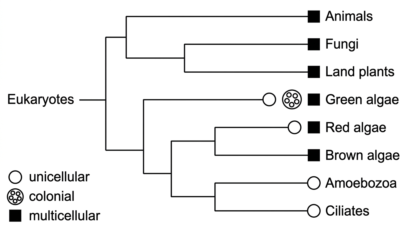 A simplified branching phylogenetic tree of eukaryotic groups including animals, plants, fungi and algae; symbols mark unicellular, colonial and multicellular body organization on multiple separated branches.