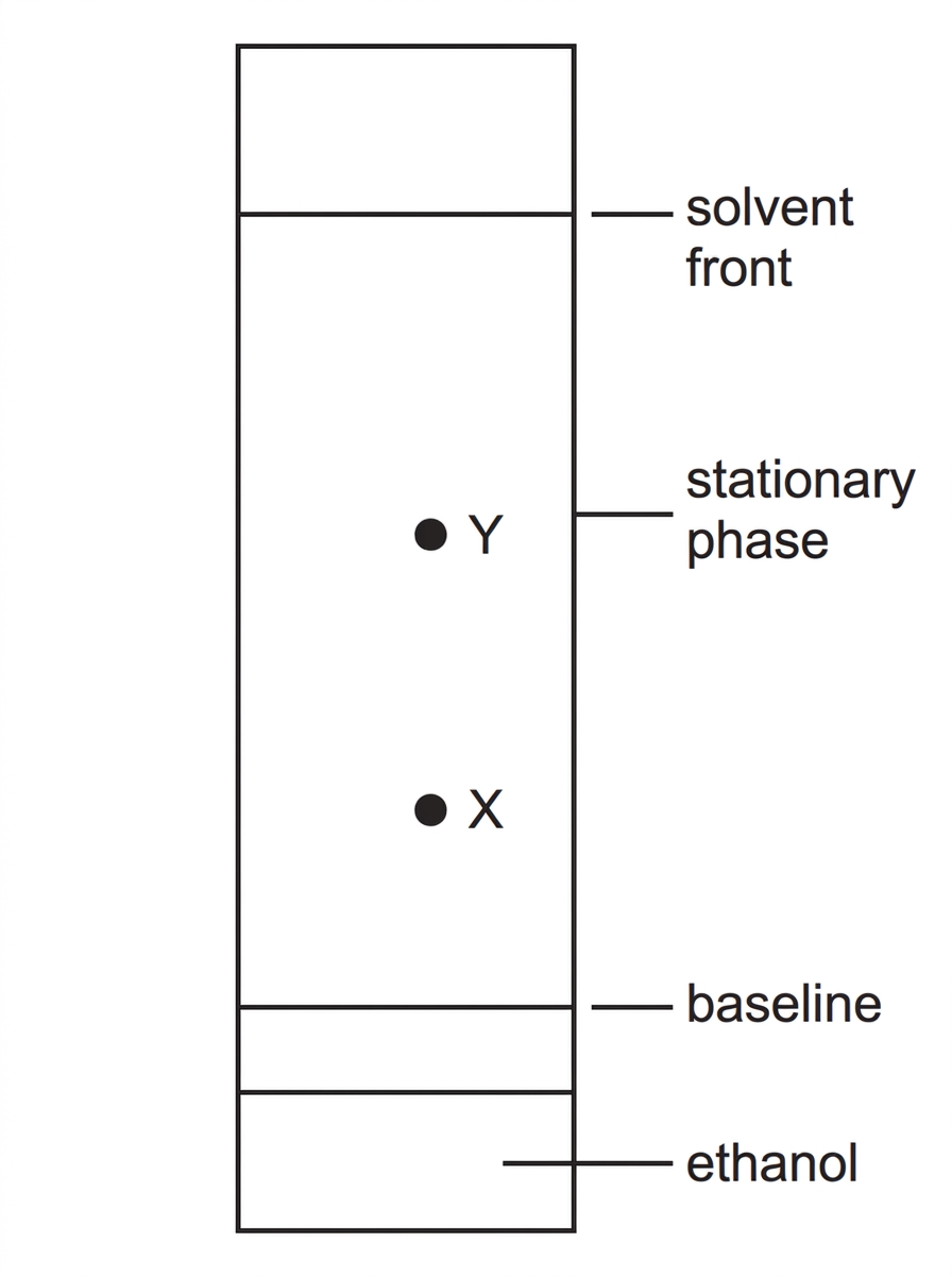 A rectangular paper chromatogram with a horizontal baseline near the bottom and a solvent front near the top. Two labelled spots, X and Y, are shown above the baseline; Y is higher than X. The solvent is labelled ethanol, and the paper is labelled as the stationary phase.