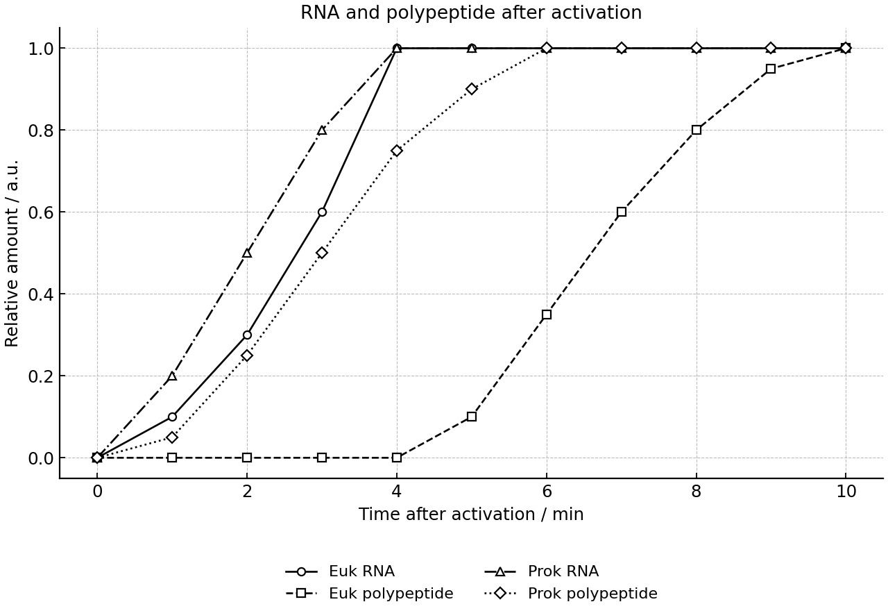 Relative amounts of newly synthesized RNA and polypeptide over time after gene activation in eukaryotic and prokaryotic cells.