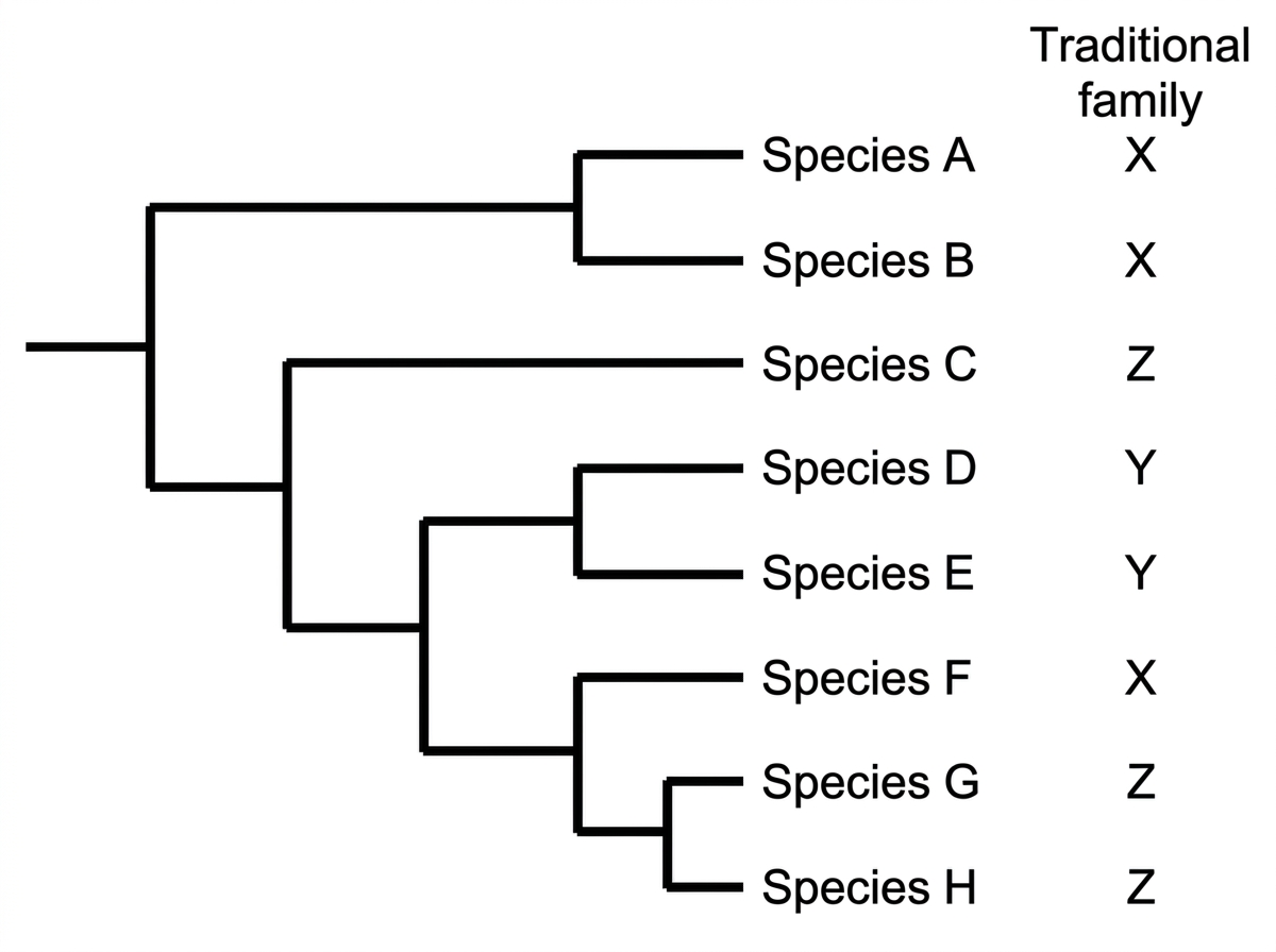 Rooted cladogram of eight flowering plant species with side labels showing traditional families X, Y and Z; species assigned to family X occur in two separated branches with species from other families between them, while family Y forms a single clade.