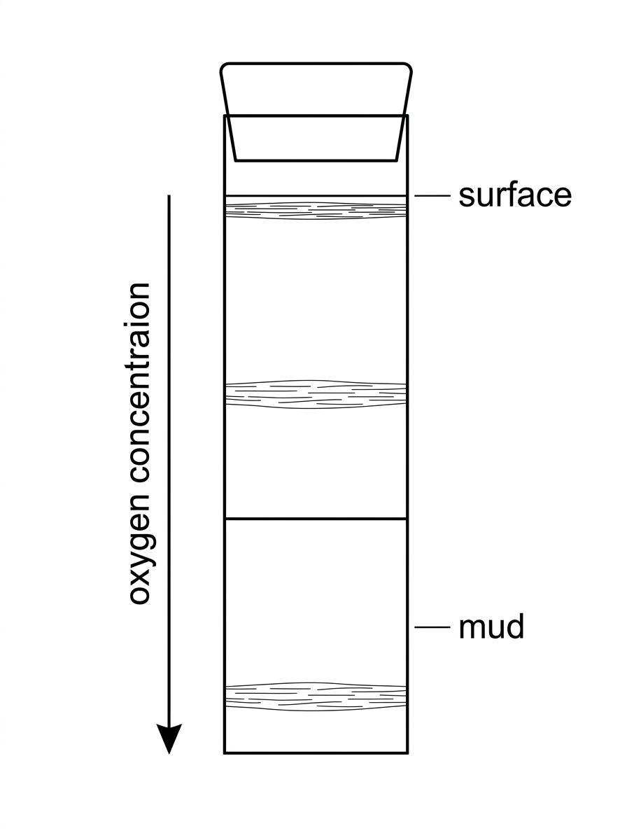 Diagram of a vertical sealed pond-water and mud column with a labelled oxygen concentration gradient decreasing from the surface to deeper mud, and three unlabelled microbial bands at different depths.