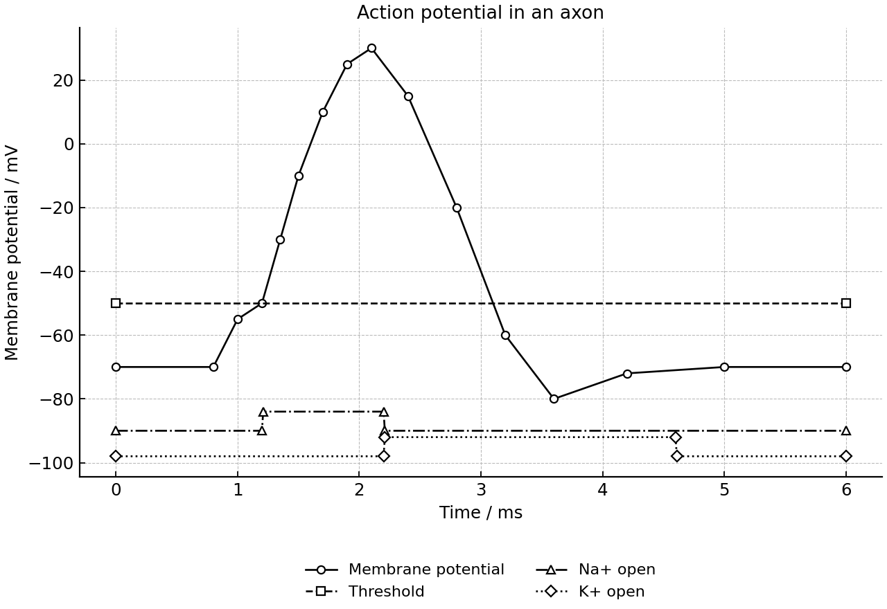 Membrane potential trace with channel-state indicators below.