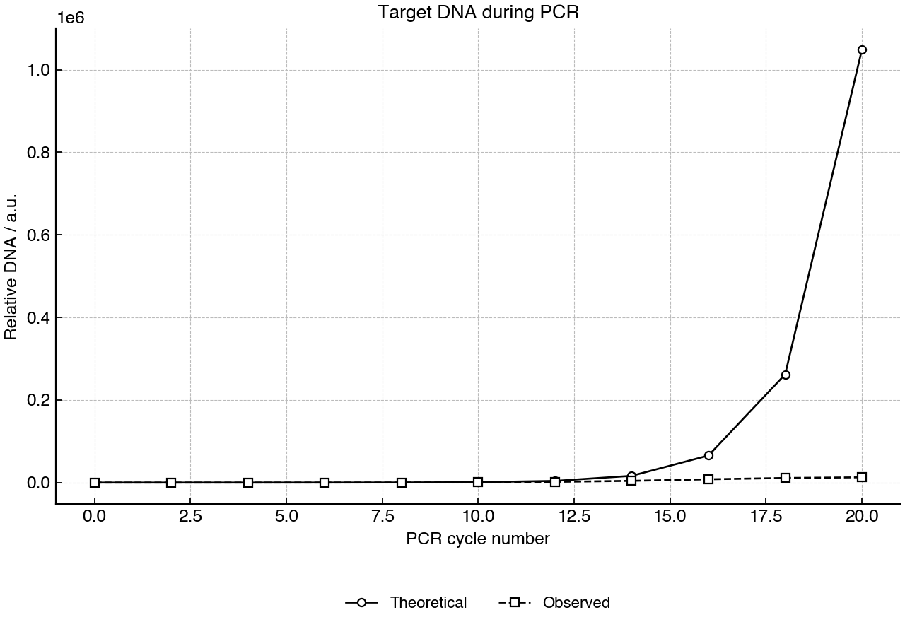Relative amount of target DNA during PCR cycles, comparing perfect amplification with observed amplification.