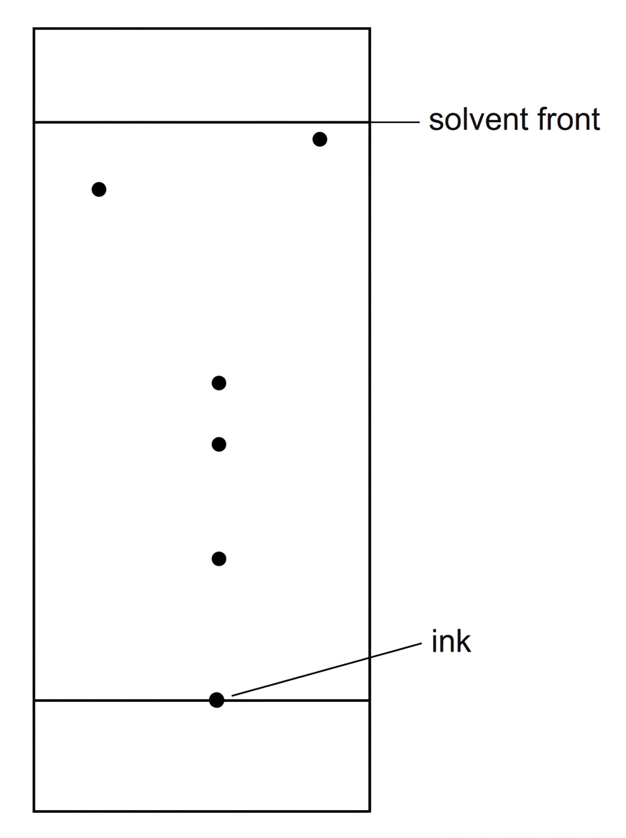 A paper chromatogram showing a pencil baseline near the bottom, an origin spot labelled ink, several separated coloured spots above the baseline, and a solvent front near the top. The diagram should clearly show that some spots have moved further than others, without giving numerical distances.